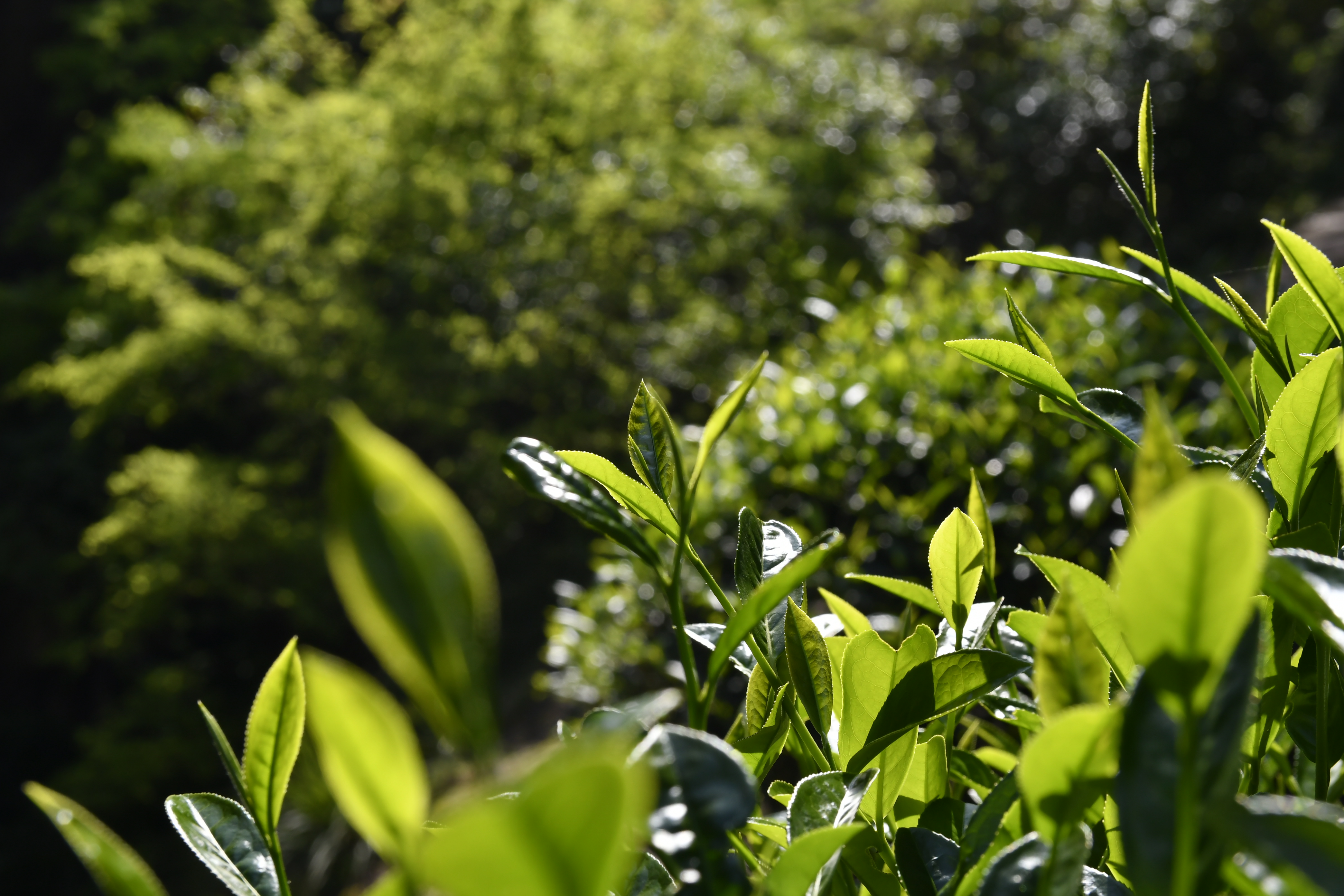 孝文家茶｜牛欄坑